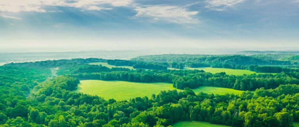 forrest-landscape-list-bg