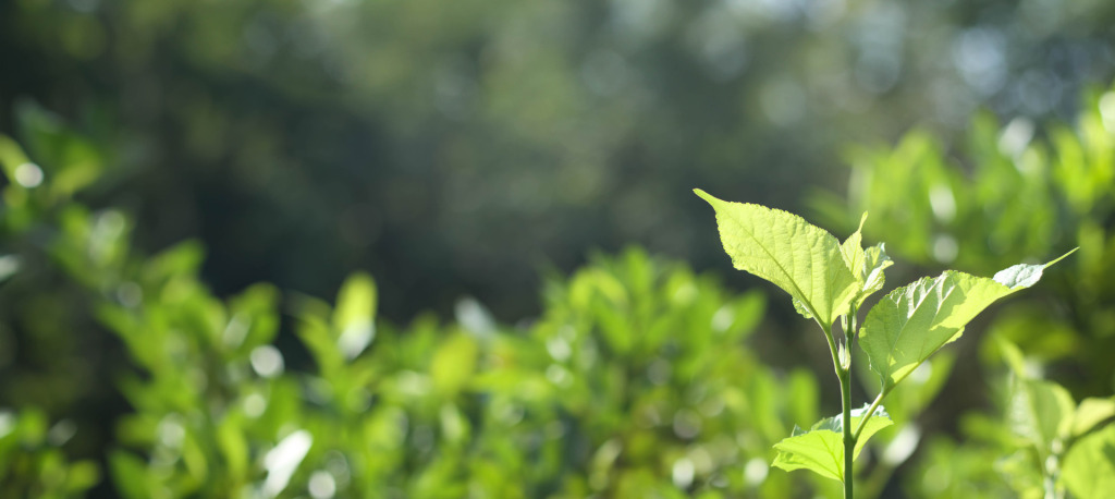 environmental consulting